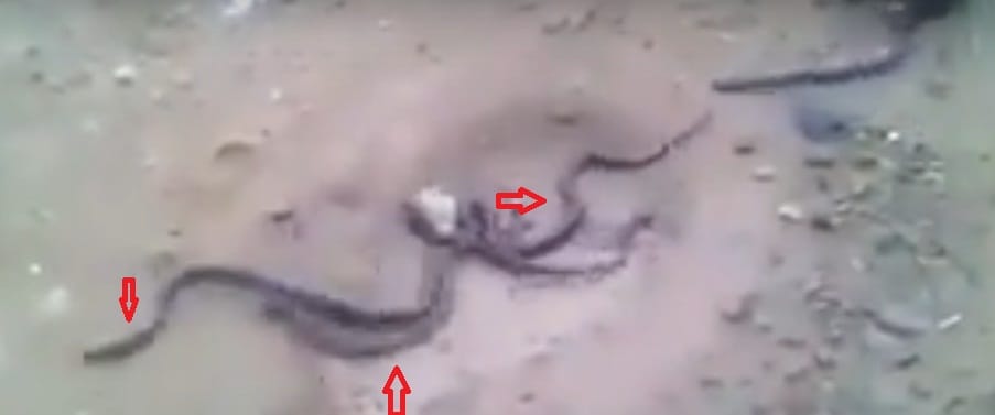 Watch snake giving birth to young ones