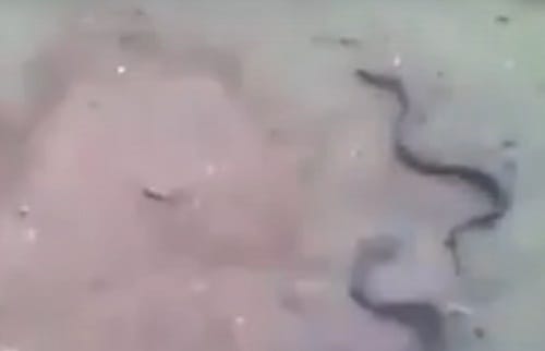 Watch snake giving birth to young ones