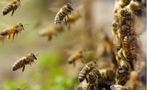 Bees took six years old child's life