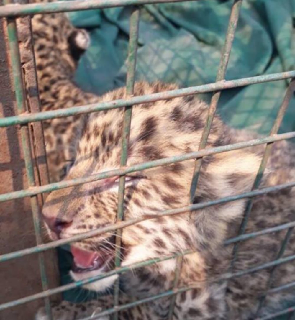 leopard cubs found in colony