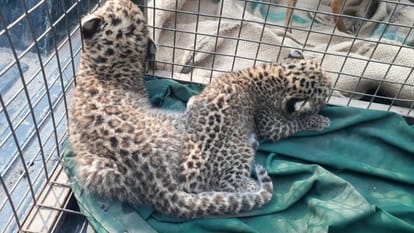 leopard cubs found in colony