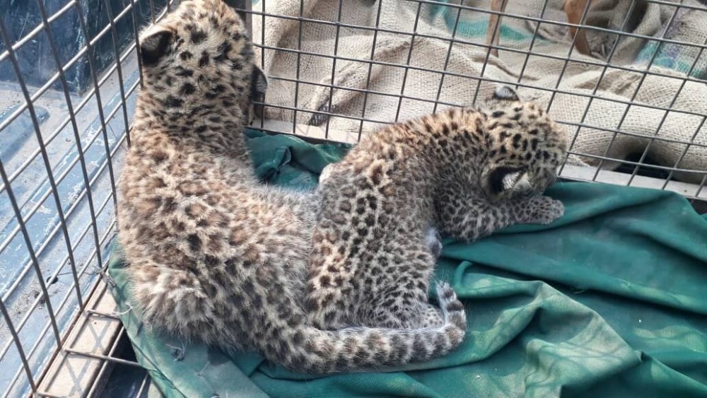 Leopard brought to leave Ranipur forest in Manikpur.