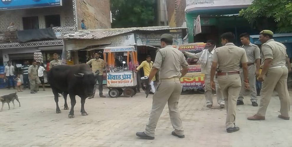 Stray bull terror in Bijnor, one injured