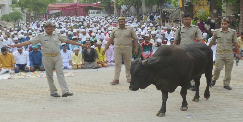 The bull entered into the prayer of Eidul Fitr
