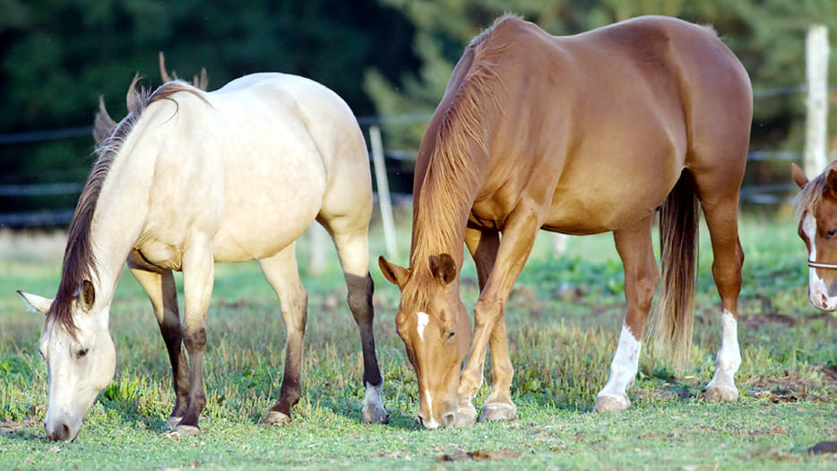 glanders persian disease in bundelkhand