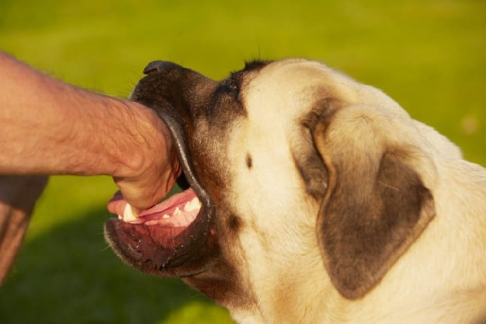 More than 70 thousand people have been bitten by dogs in Seven Months in Punjab