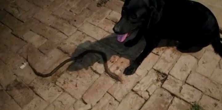 doggy saves owner life at varanasi