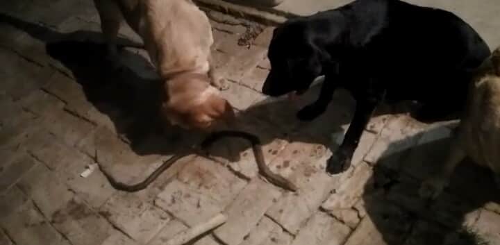 doggy saves owner life at varanasi