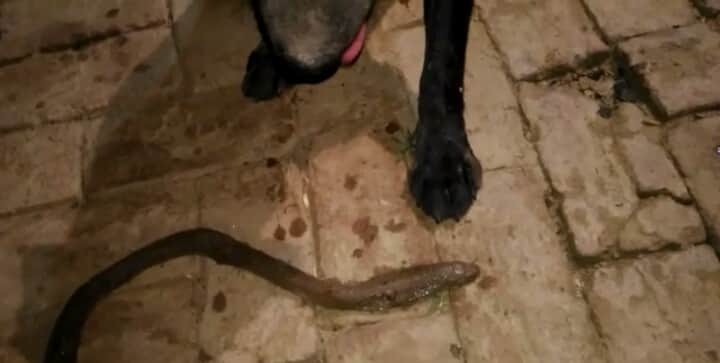 doggy saves owner life at varanasi