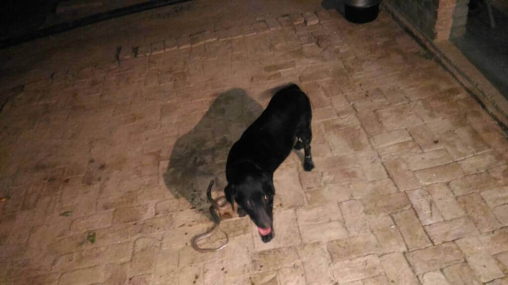 doggy saves owner life at varanasi
