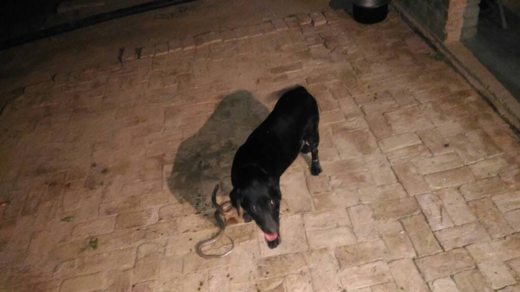 doggy saves owner life at varanasi