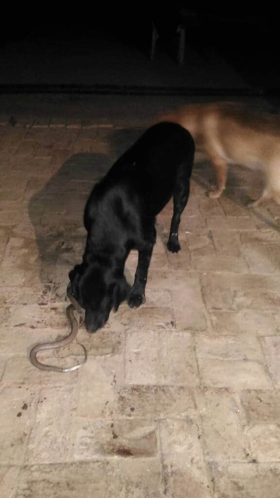 doggy saves owner life at varanasi