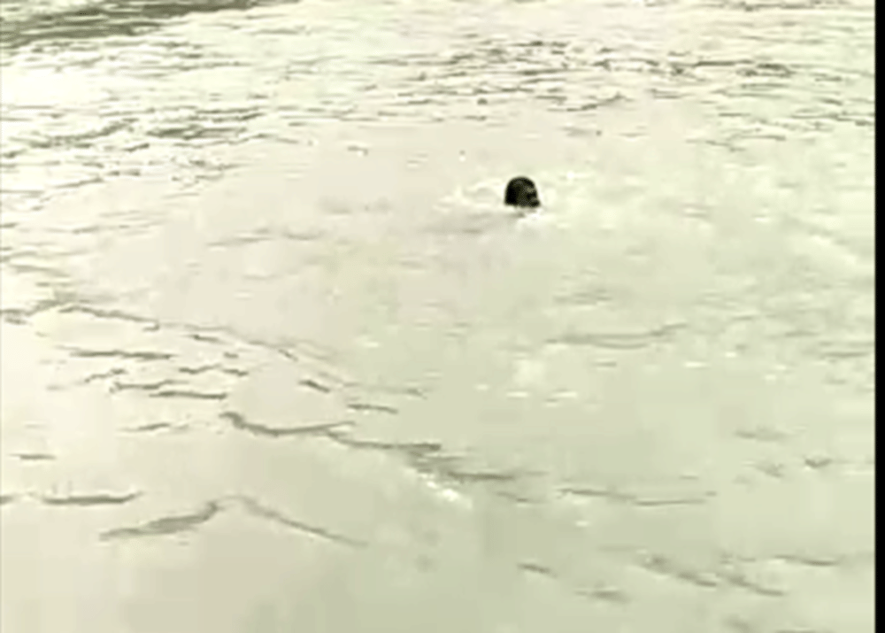 three kanwar dead and one rescue in ganga