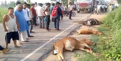 The cow dead body,  attempt to spoil the atmosphere, force deployed