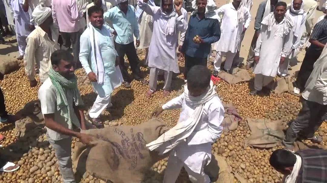 मथुरा में आलू किसानों ने किया विरोध, तहसील के गेट पर फेंके 300 क्विंटल आलू