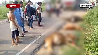4 DEAD COW BODIES FOUND NEAR BARAUT AT DELHI SAHARANPUR HIGHWAY