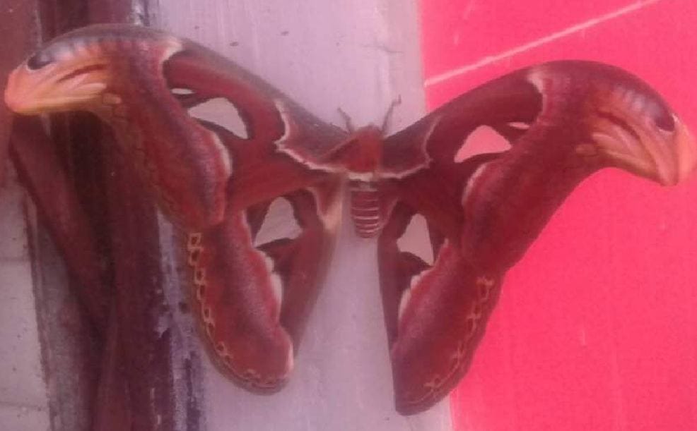 Unique butterfly like snake shape in karnaprayag