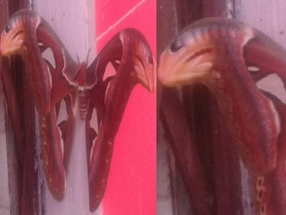 worlds largest insect Atlas math appeared in jeolikot