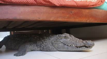 crocodile found in home in haridwar