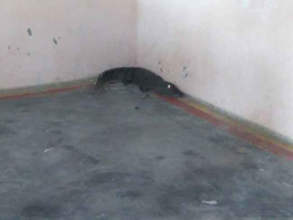 crocodile found in home at Sultanpur roorkee