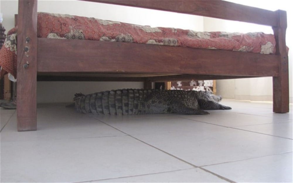 crocodile found in home in haridwar