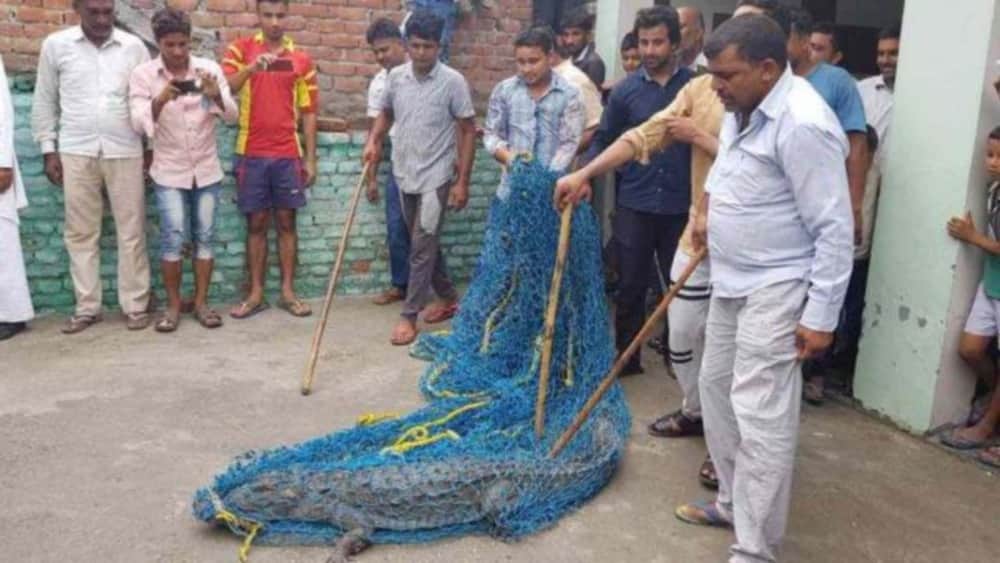 crocodile found in home in haridwar