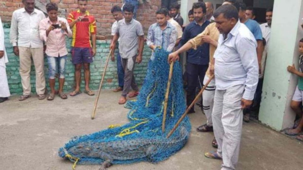 crocodile found in home at Sultanpur roorkee