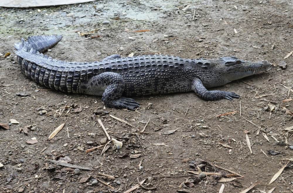 crocodile found in home in haridwar