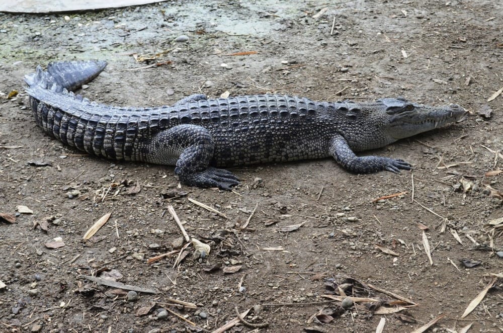 crocodile found in home at laksar haridwar