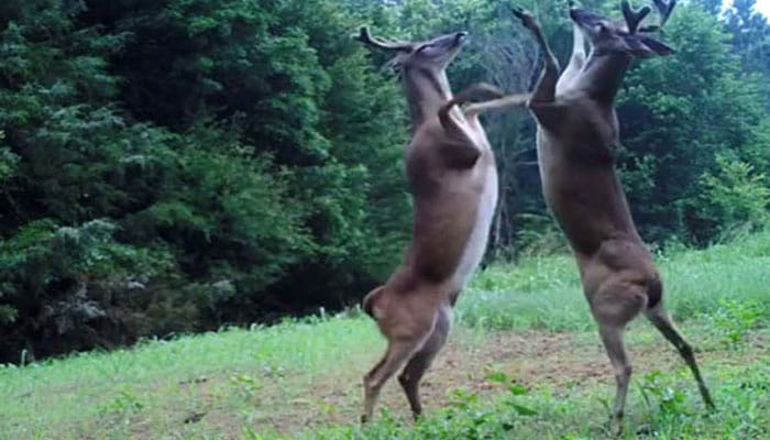 Watch  Bizarre Slap Fight between two deer by Tennessee Wildlife Resources Agency 