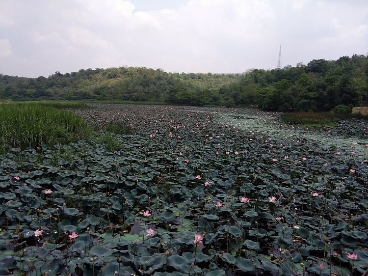 Beautiful Place In Singrauli : कश्मीर नहीं सिंगरौली में है कमल के फूलों से गुलजार यह खूबसूरत जगह देखने के बाद हार जाएंगे दिल