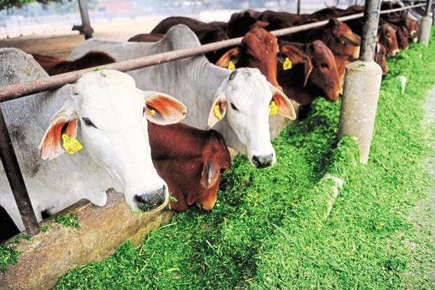 cow-related violence incidents increase since 2010