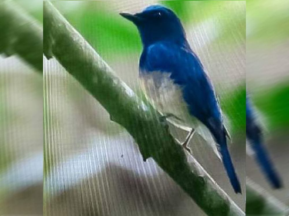 China Fly Catcher Bird found first time in North India