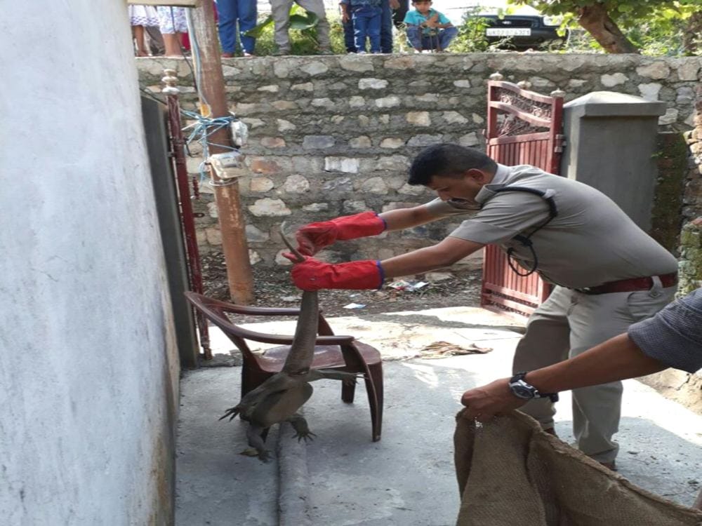 Monitor lizard found in home rajpur dehradun