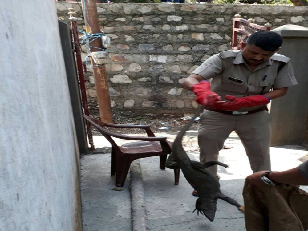 Monitor lizard found in home rajpur dehradun