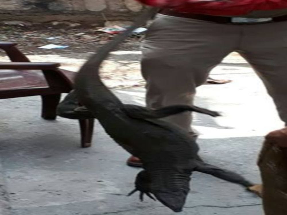 Monitor lizard found in home rajpur dehradun
