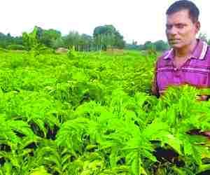 Did developed Farming, gained sucess