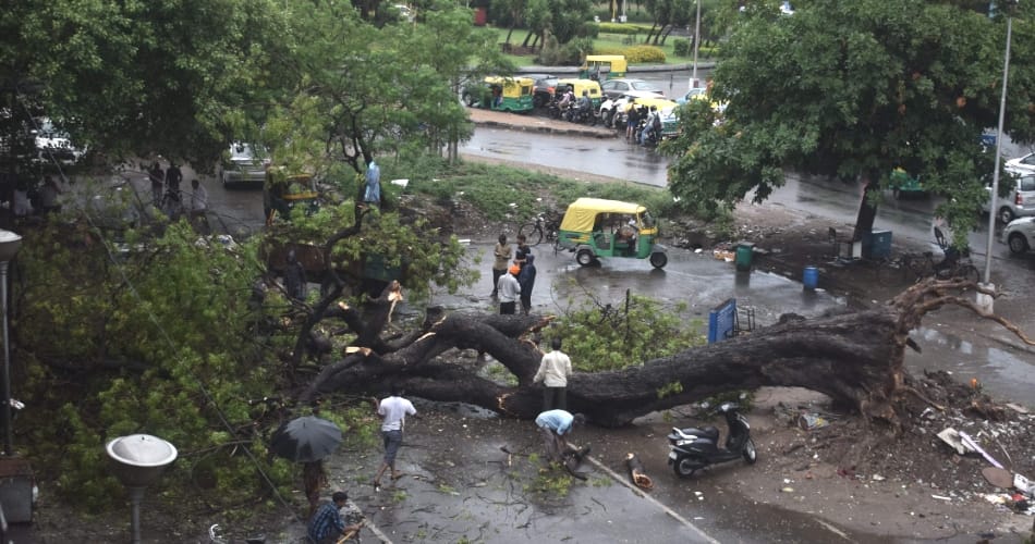 Chandigarh heritage tress became weaker in this days