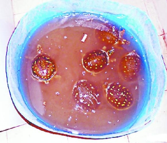 two smugglers arrest 10 Turtles with 