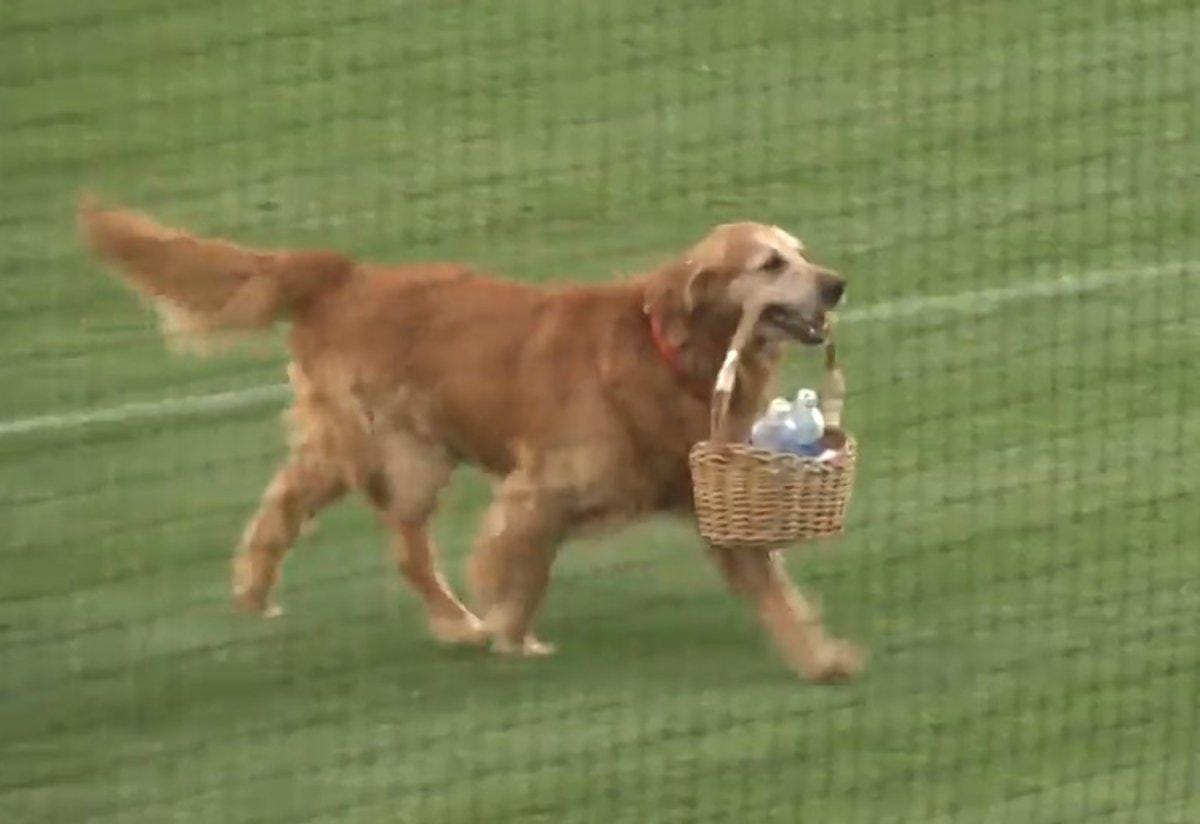 Meet Golden Retriever dog Jake who brings water for umpire in stadium