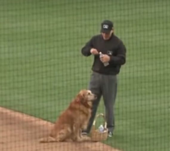 Meet Golden Retriever dog Jake who brings water for umpire in stadium