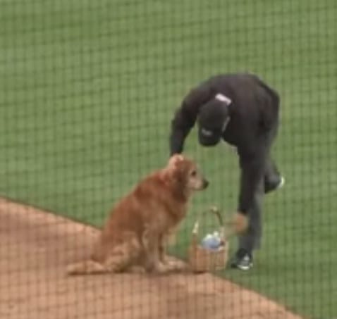 Meet Golden Retriever dog Jake who brings water for umpire in stadium