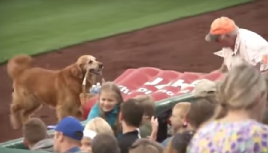Meet Golden Retriever dog Jake who brings water for umpire in stadium