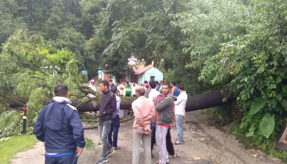national highway blocked after tree collapsed on road in uttarakhand 