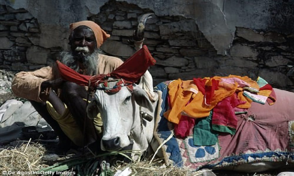 Rajasthan: Cows live better than the poor, gov to pay Rs 70 per cow per day, Rs 26.65 for BPL