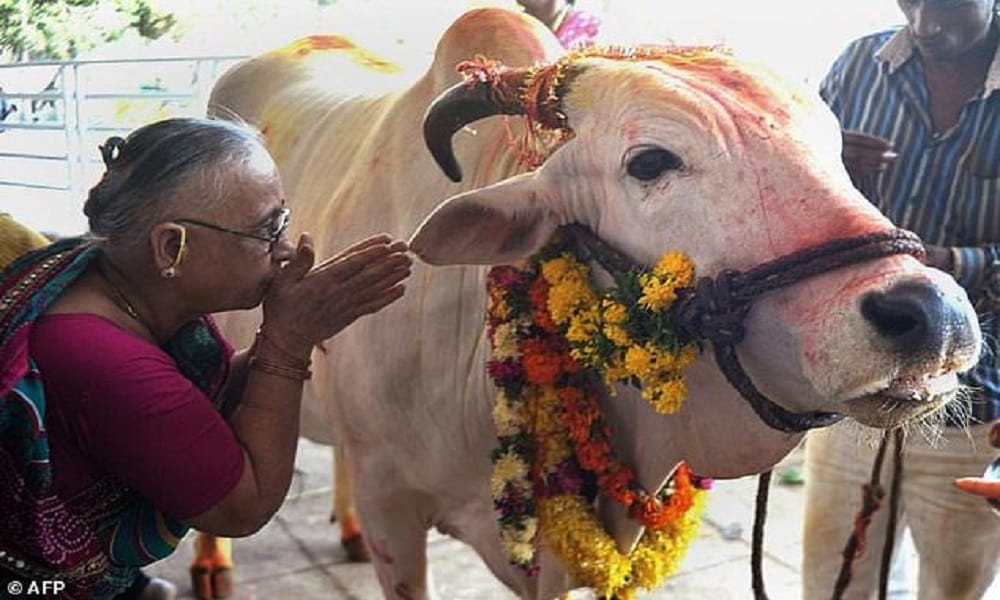 Rajasthan: Cows live better than the poor, gov to pay Rs 70 per cow per day, Rs 26.65 for BPL