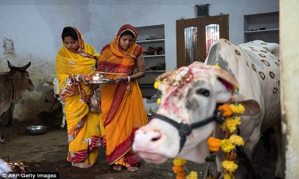 Rajasthan: Cows live better than the poor, gov to pay Rs 70 per cow per day, Rs 26.65 for BPL