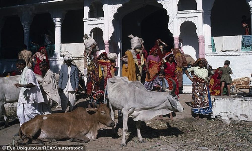 Rajasthan: Cows live better than the poor, gov to pay Rs 70 per cow per day, Rs 26.65 for BPL