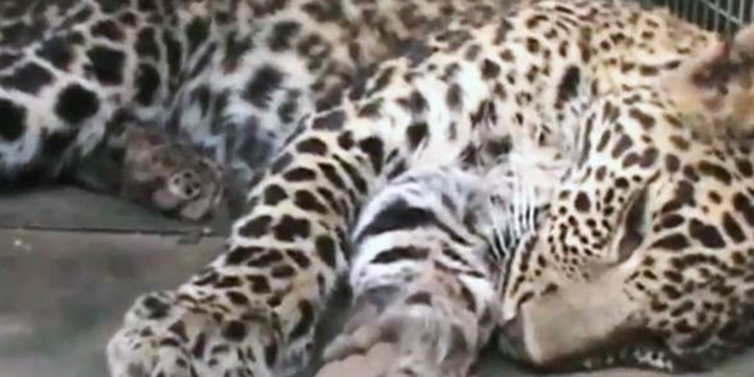 leopard attacked on two shepherds 