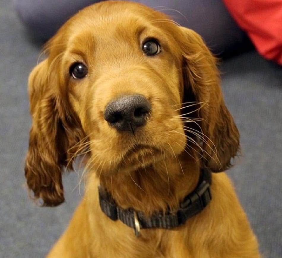 UK Tavistock College employs dog to alleviate student stress